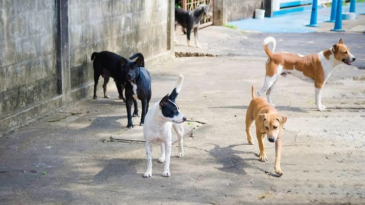 İstanbul’da Sahipsiz Hayvanlar İçin Toplatma Talimatı